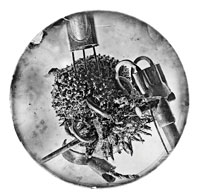 Display Image