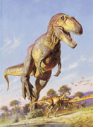 Display Image